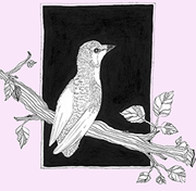 A bird on a branch image